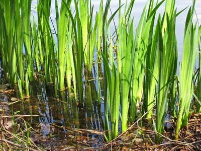 Reed foliation spring photo