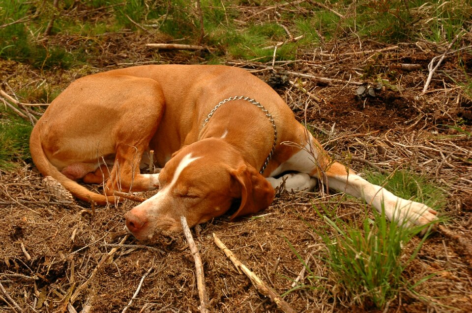 Pet sleeping red brown
