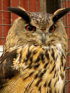 Birds treated injured bird bird garden photo