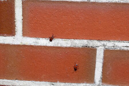 Insect insect photo nature