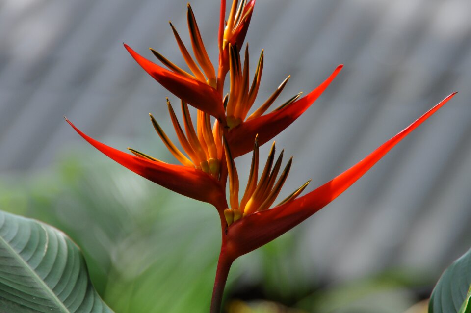 Thailand plant petals