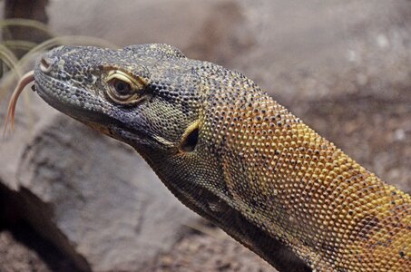 Scavengers monitor giant lizard