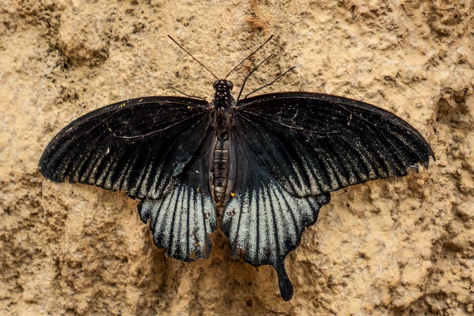 Spain butterfly leaf
