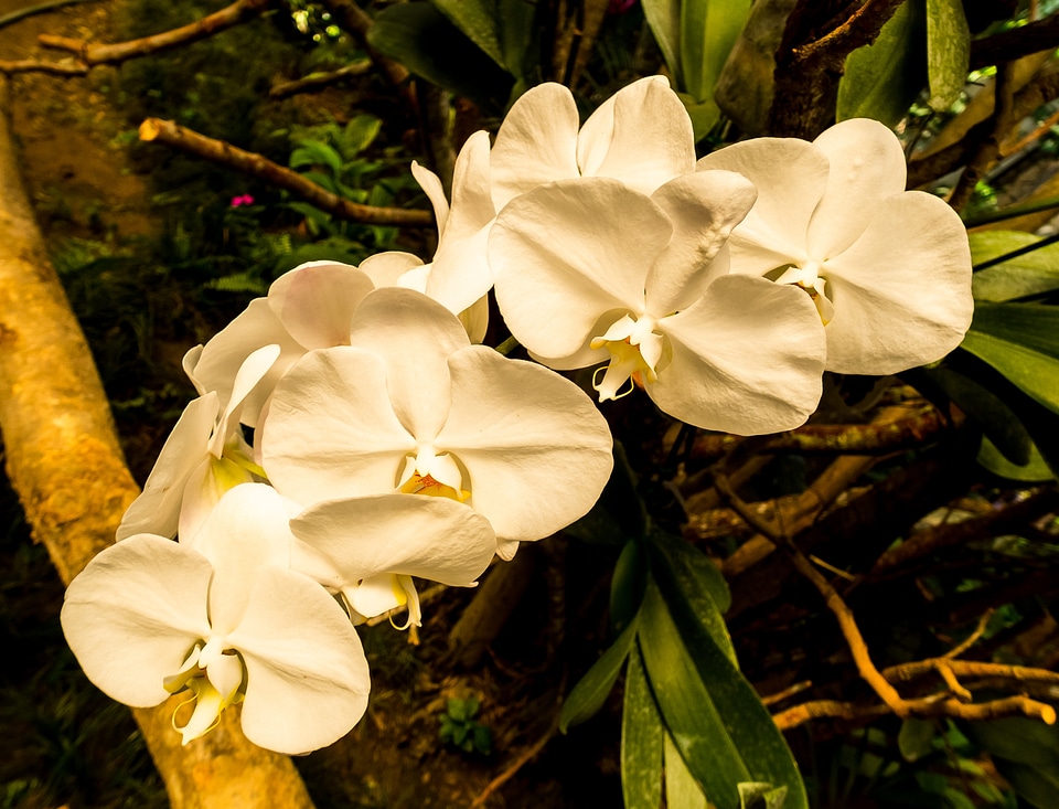 Blossom bloom white