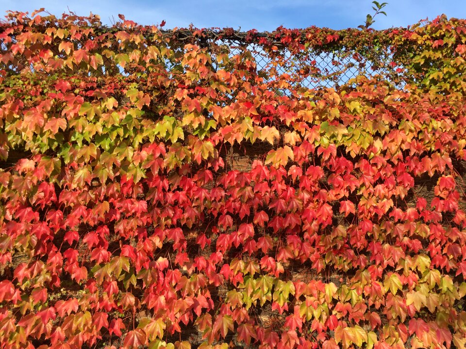 Red orange nature photo