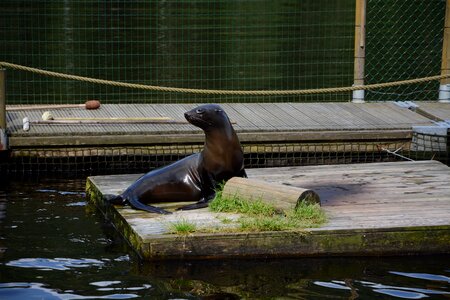 Seal lake borås zoo
