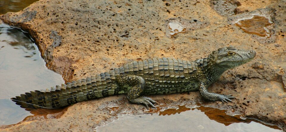 Saurian reptile pond