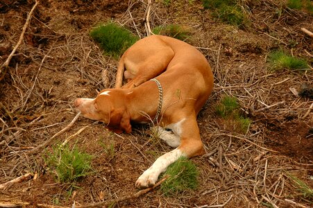 Pet sleeping red brown photo