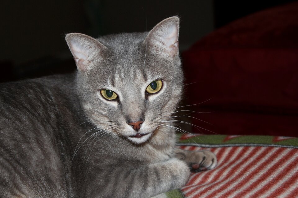 Domestic feline furry