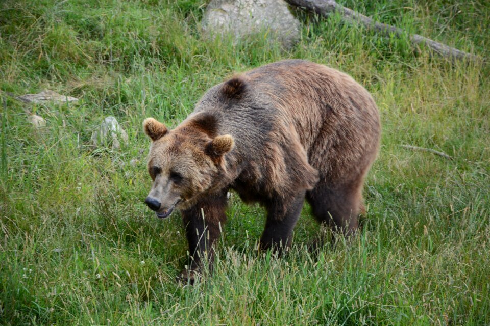 Bear summer borås zoo