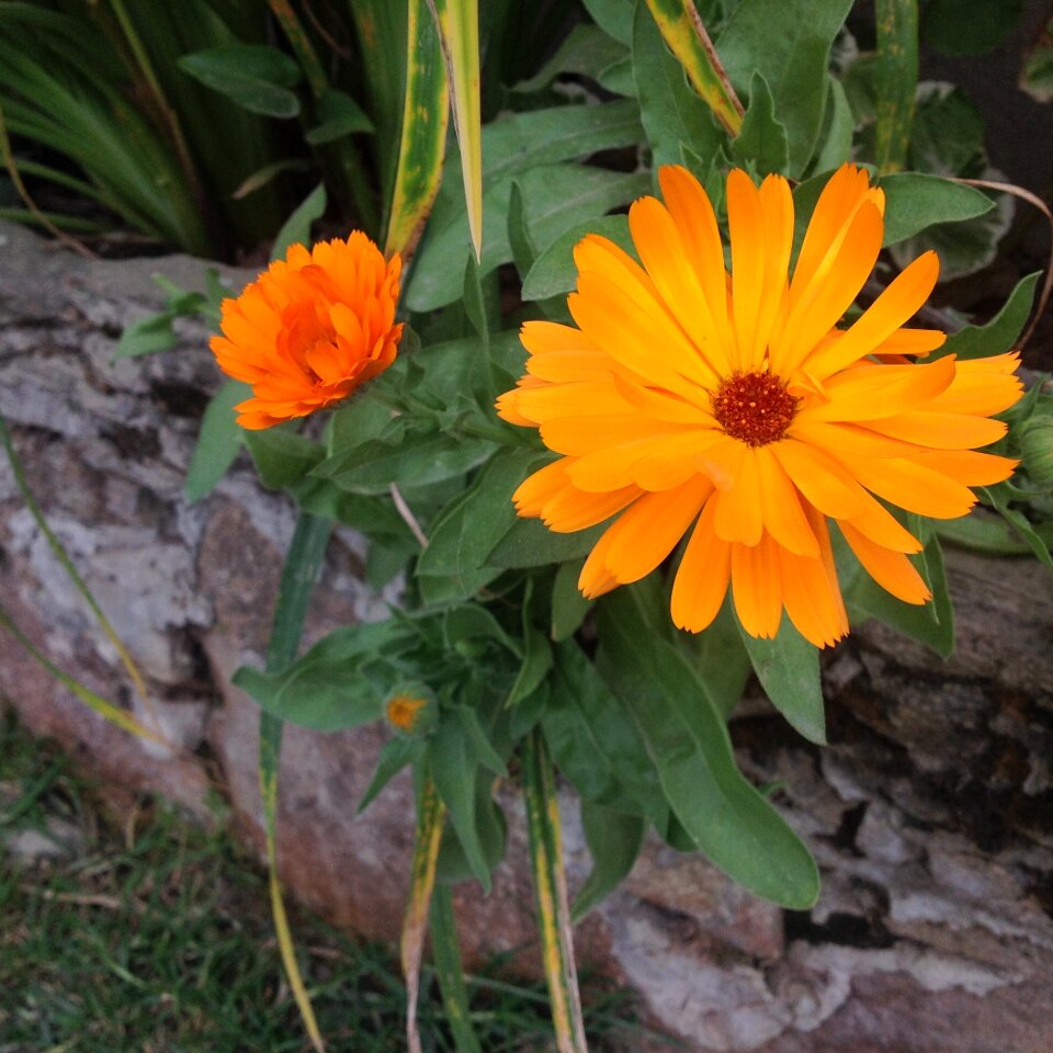 Flowers garden botany