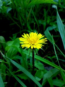 Dandelion spring yellow