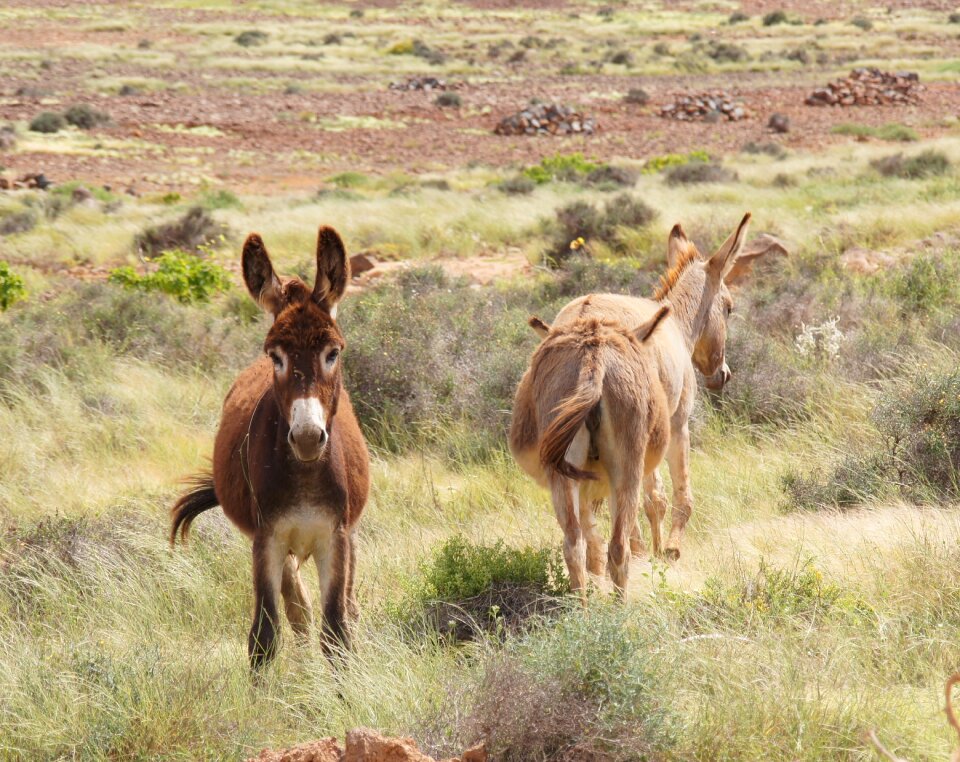 Donkey grass nature