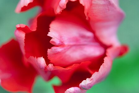 Tulip red flower photo