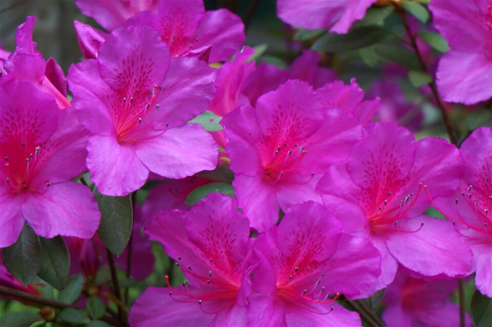 Hot pink spring garden photo