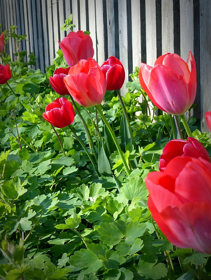 Flora flowers fence