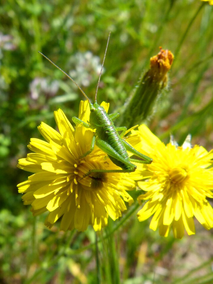 Green grasshopper grasshopper dandelion