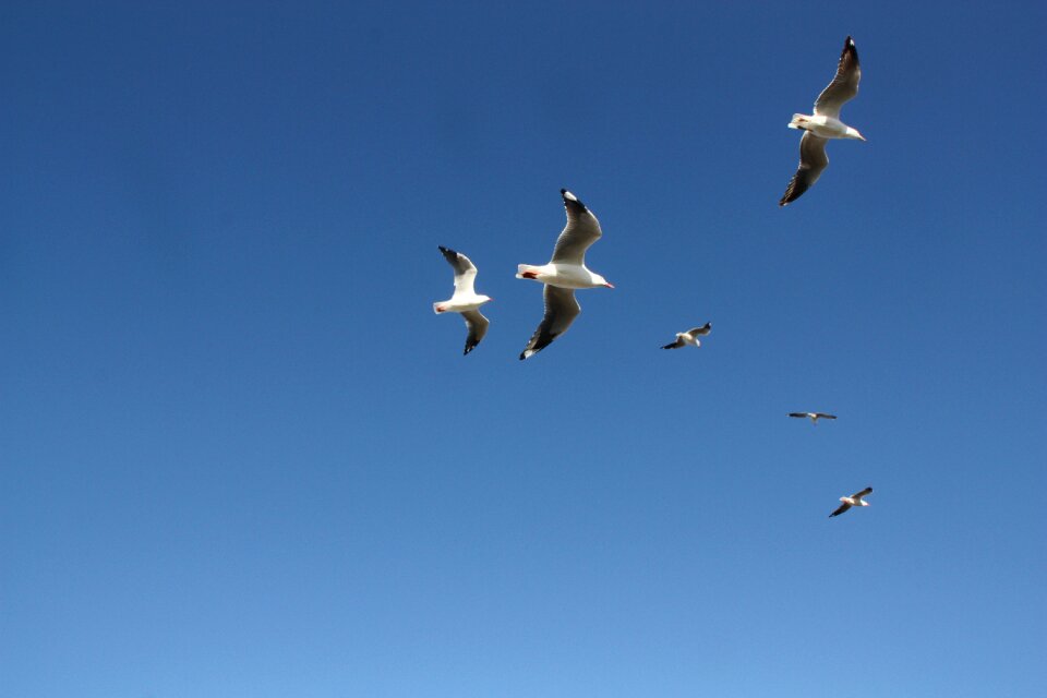 Nature bird freedom