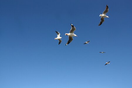 Nature bird freedom photo