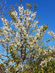 Flowers spring nature