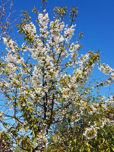 Flowers spring nature photo