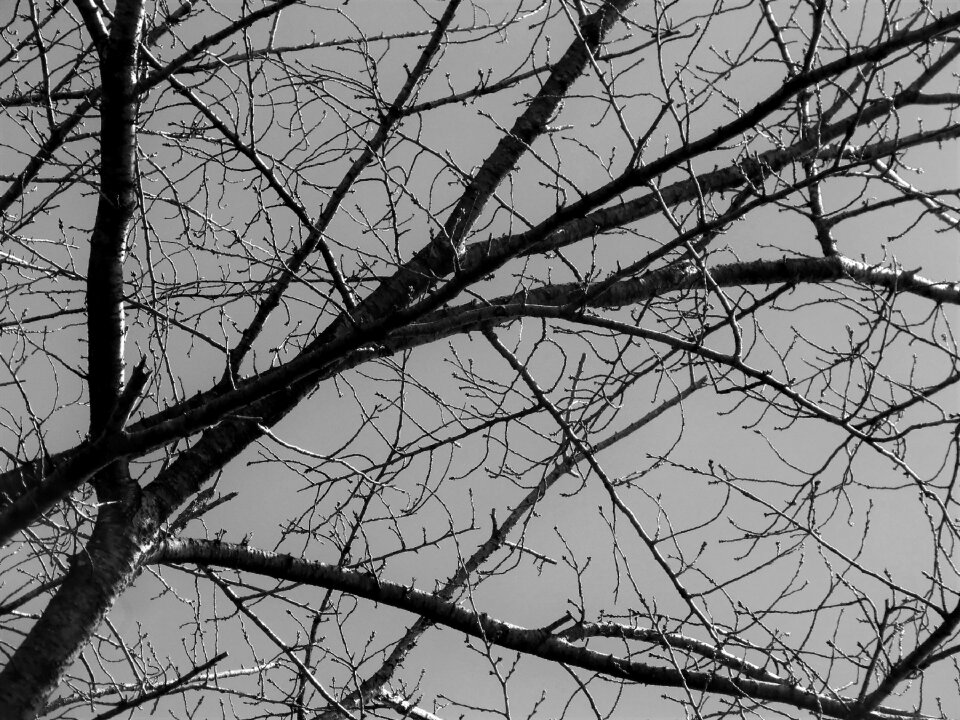 Coffee pine nature