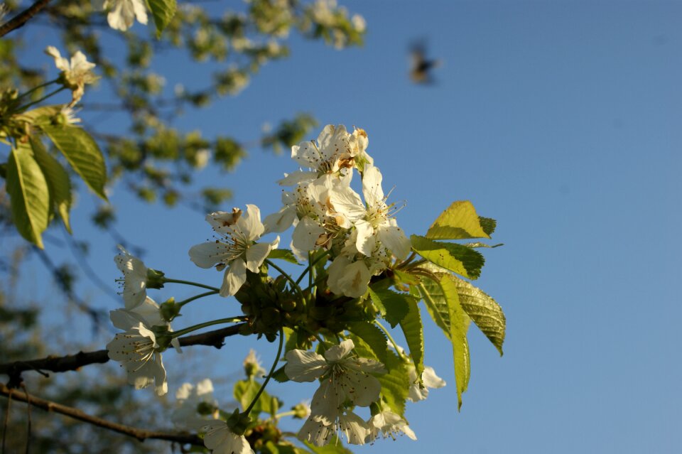 Flower nature japanese
