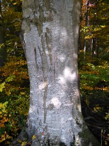 Forest strains log