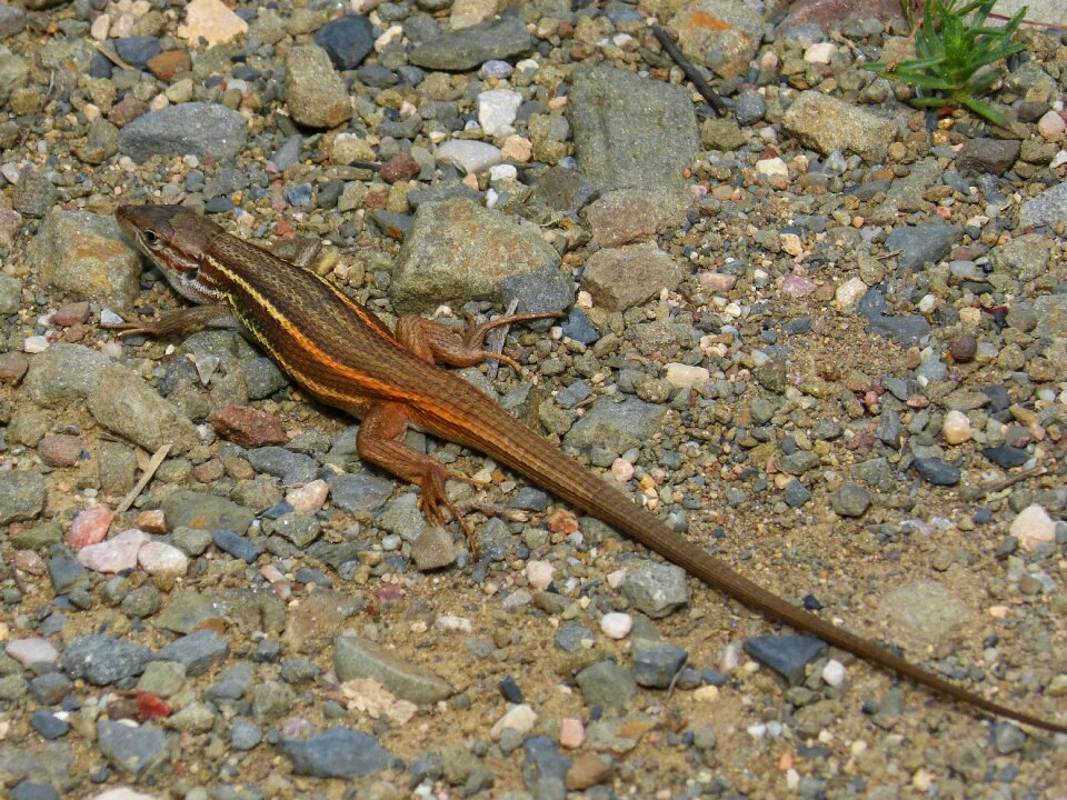 Orange color sargantana reptile