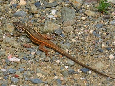 Orange color sargantana reptile