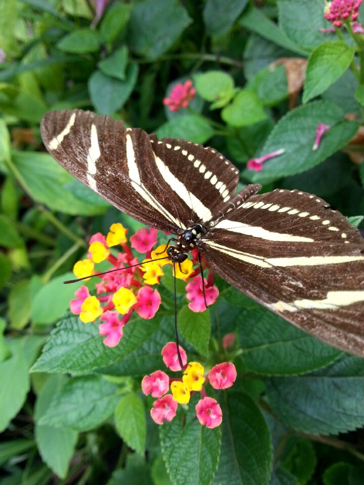 Flowers plant fauna