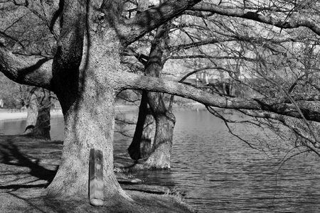 Lake trees nature photo