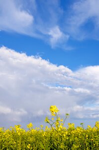 Field of rapeseeds landscape clouds photo
