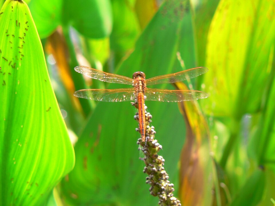 Dragonfly insect nature