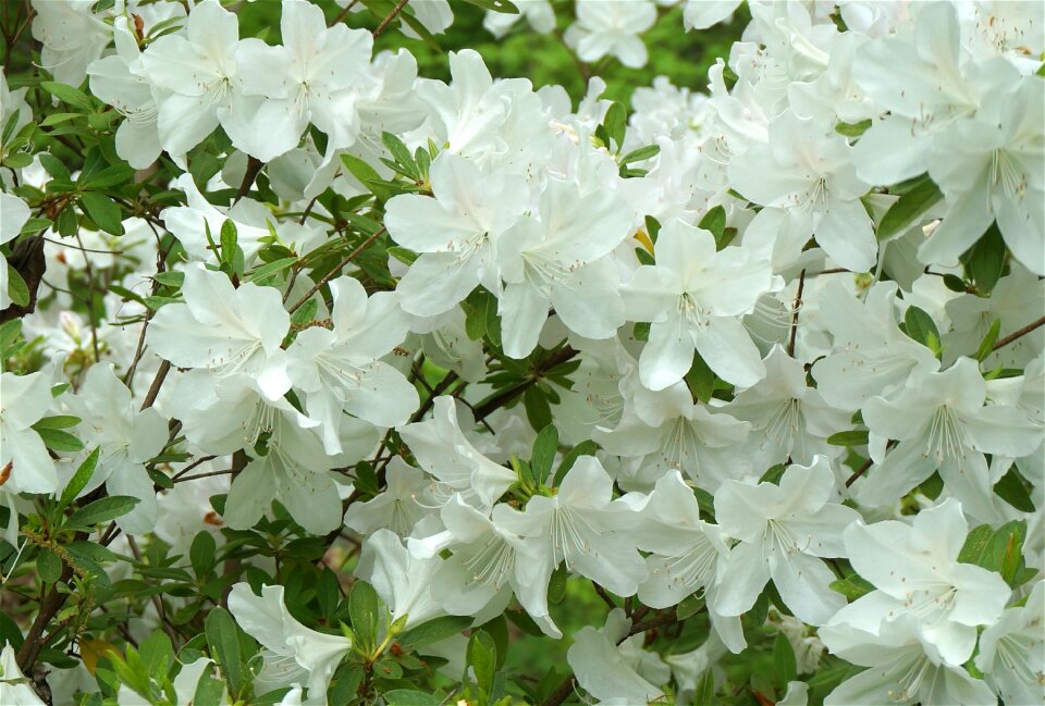 White spring garden