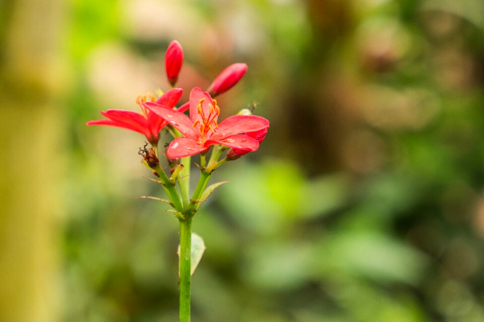 Spain flower leaf