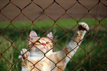 Grid tiger cat red mackerel tabby photo