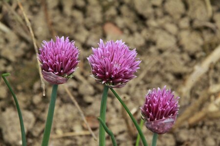 Plant aromatic plant chive flower photo