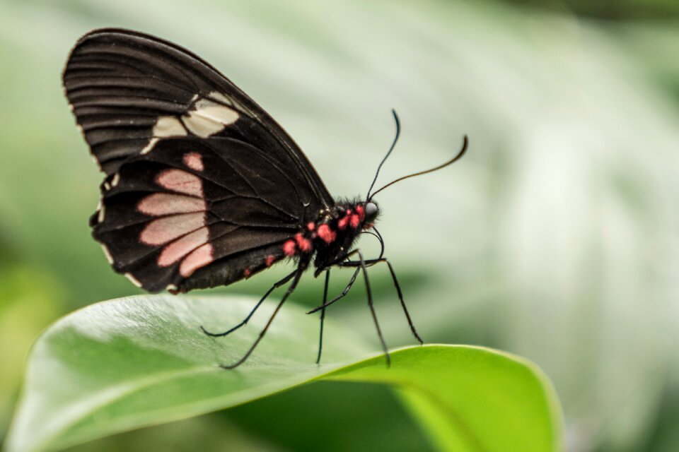 Spain butterfly leaf