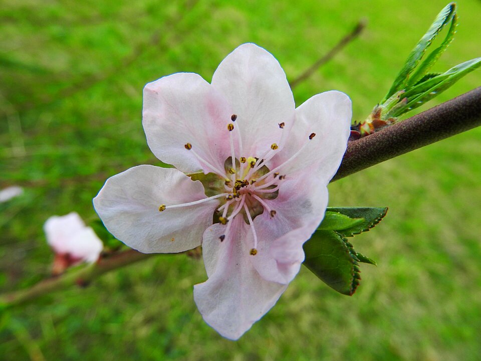 Bloom peach tree blossom