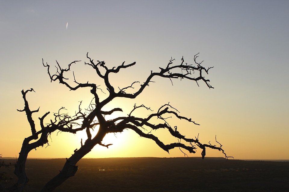 Tree sun branches