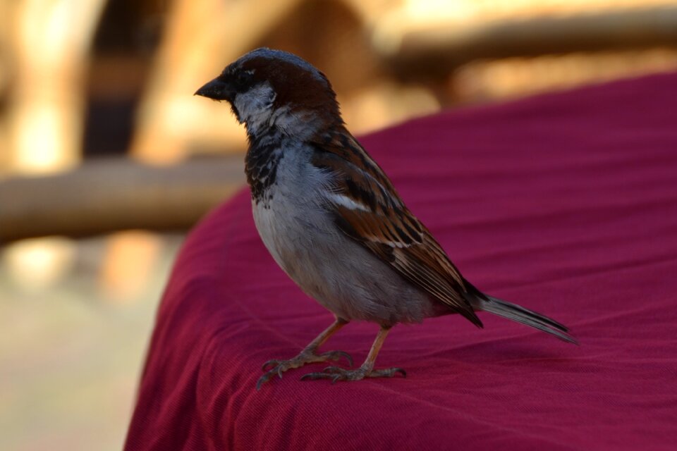 Feather sparrows plumage