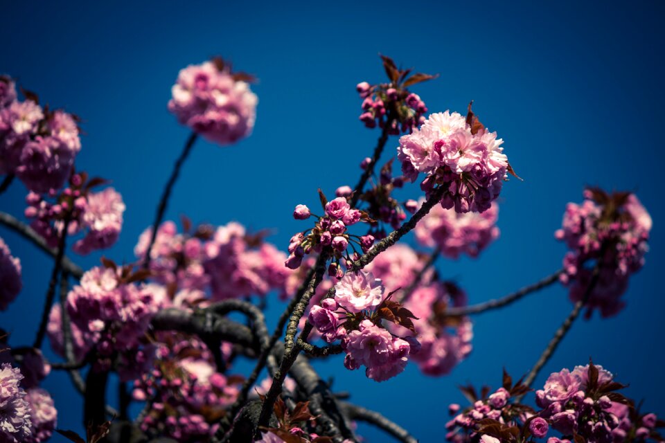 Japanese flowering cherry spring pink