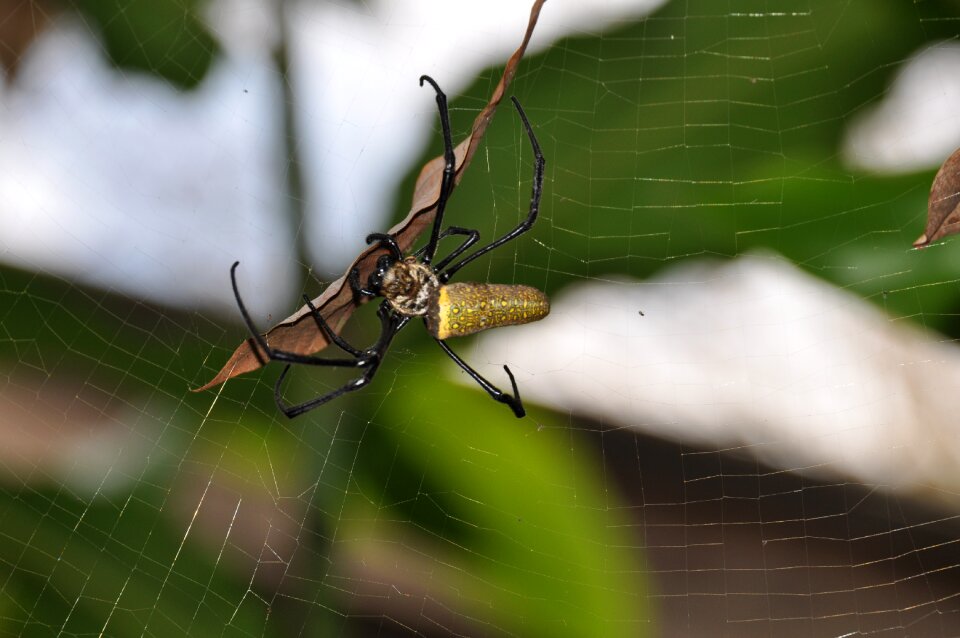 Web cobweb insect
