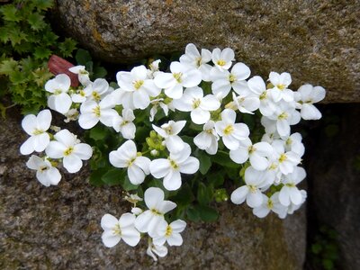 Blossom bloom stone herb