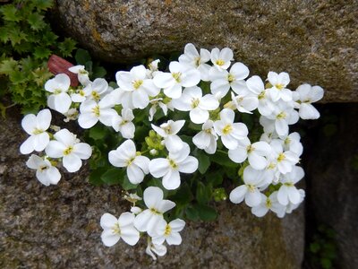 Blossom bloom stone herb photo