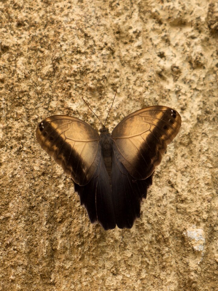 Spain butterfly leaf