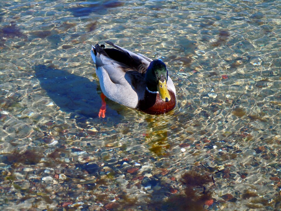 Duck drake water bird