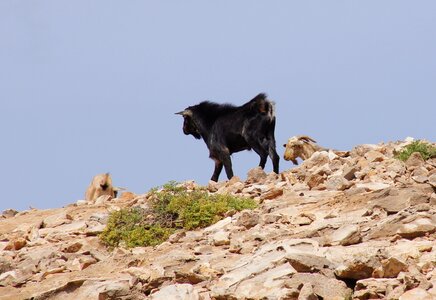 Goat mountains nature photo