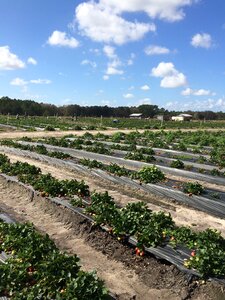 Strawberry picking